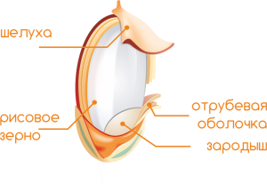 Зерновка риса. Строение зерна риса. Структура зерна риса. Структура рисового зерна.